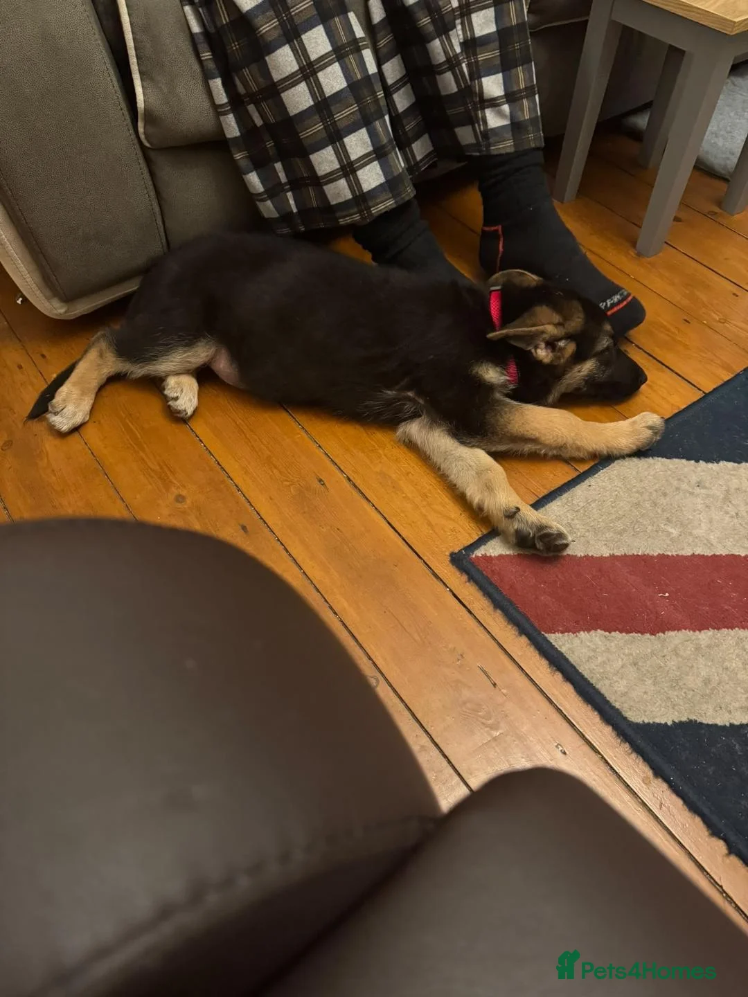 German Shepherd dogs for sale: Male GSD Puppy 13 weeks in South Shields - Advert 8