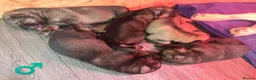 Mixed Breed dogs for sale: German Shepherd x Husky/Northern Inuit Puppies - Advert 5