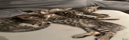Bengal cats for sale: Sepia Bengal X Savannah kittens Extremely rare  - Advert 31