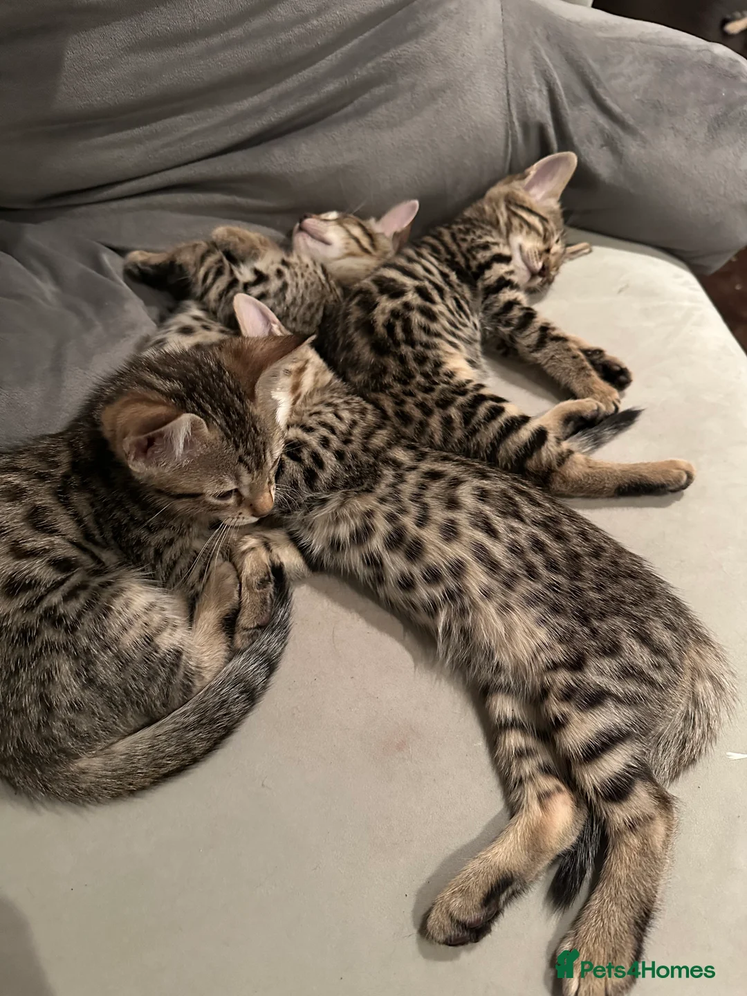 Bengal cats for sale: Sepia Bengal X Savannah kittens Extremely rare  - Advert 31