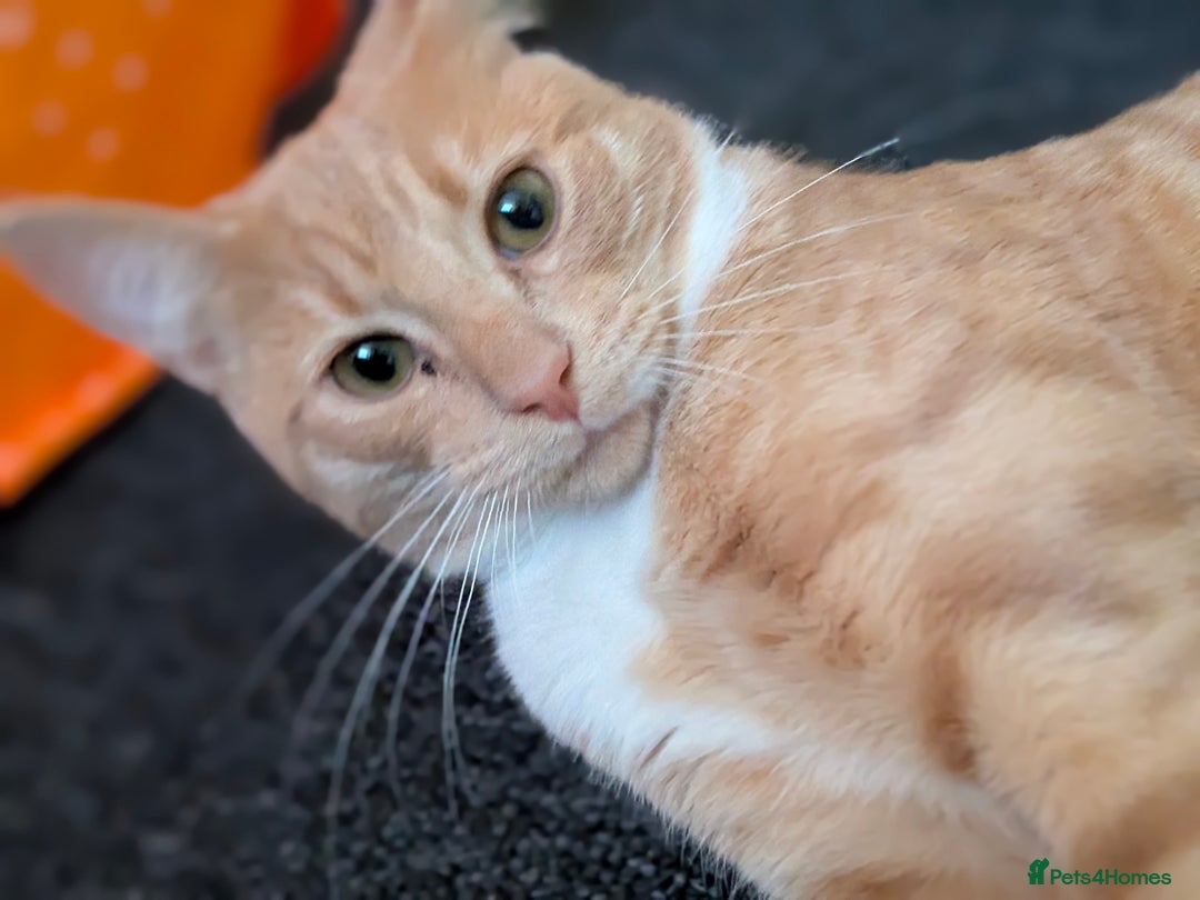 Mixed Breed cats for sale: 7 month old kitten - Advert 3