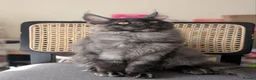 Maine Coon cats for sale: Maine coons 4 girls 3 boys  in Oswestry - Advert 25