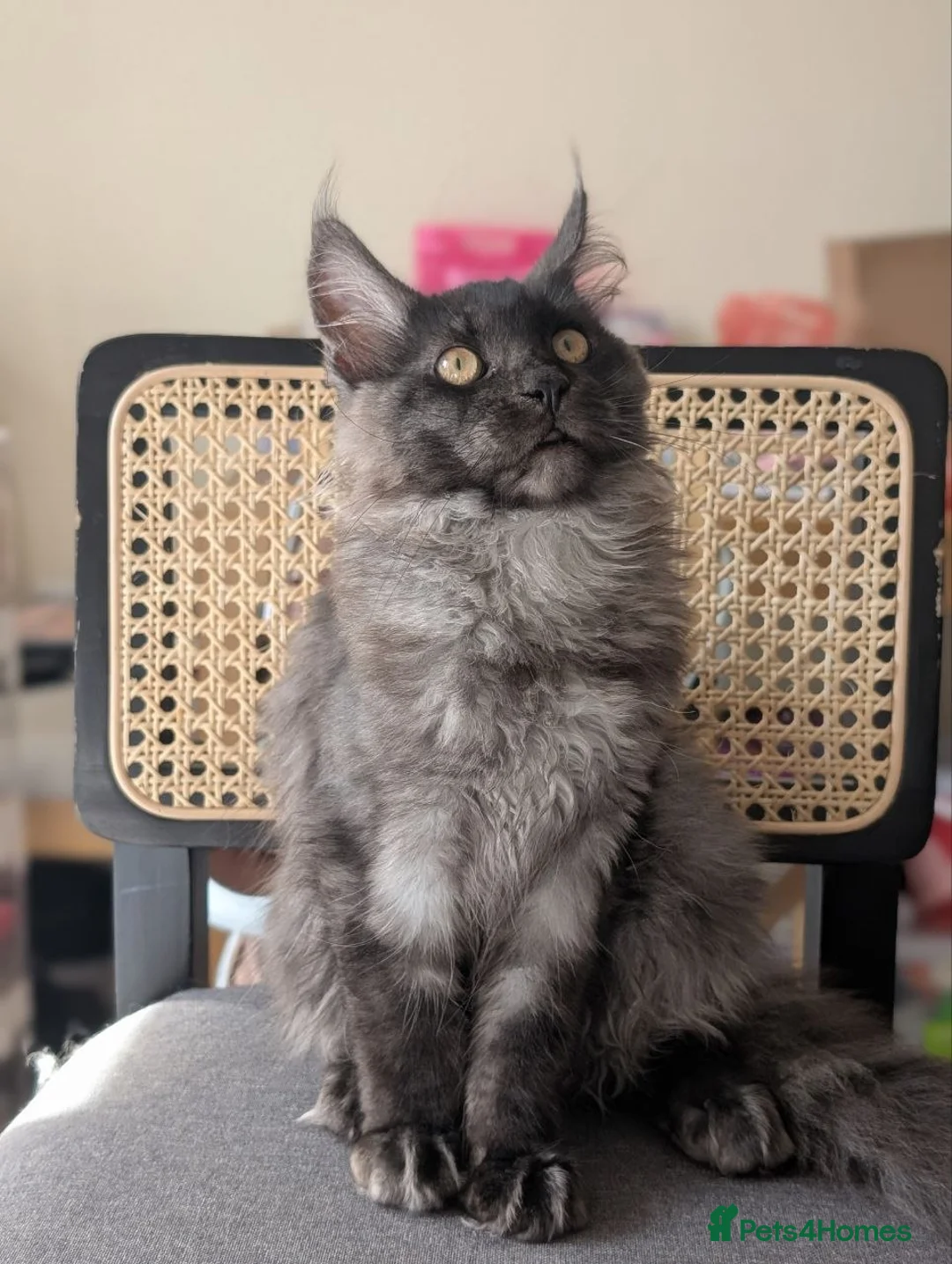 Maine Coon cats for sale: Maine coons 4 girls 3 boys  in Oswestry - Advert 25
