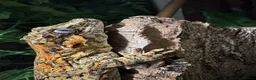 Gecko reptiles for sale: Gargoyle Gecko - Advert 3