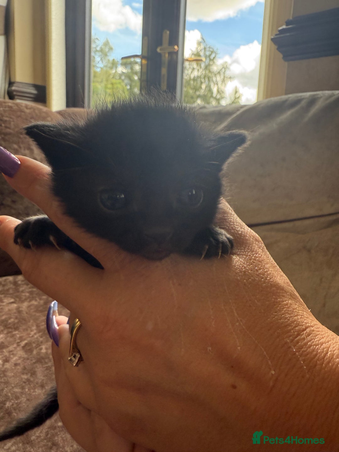 Mixed Breed cats for sale: Much loved and spoiled kittens  - Image 4