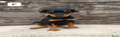 Mixed Breed 6