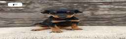 Mixed Breed dogs for sale: Huntaway X kelpie pups  - Advert 4