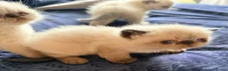 Exotic cats for sale: Colourpoint Exotic Shorthair Kittens  - Advert 5