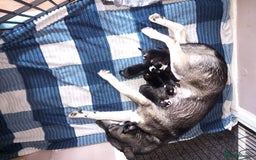 Siberian Husky dogs for sale: Husky  - Image 7