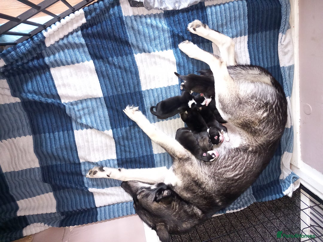 Siberian Husky dogs for sale: Husky  - Image 7