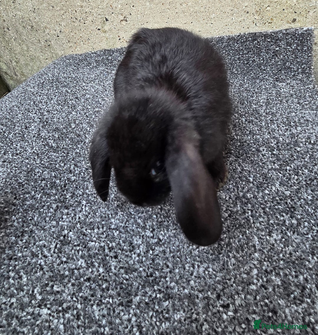 Mini Lop rabbits for sale: Baby lops, only 2 black ones left - Image 4