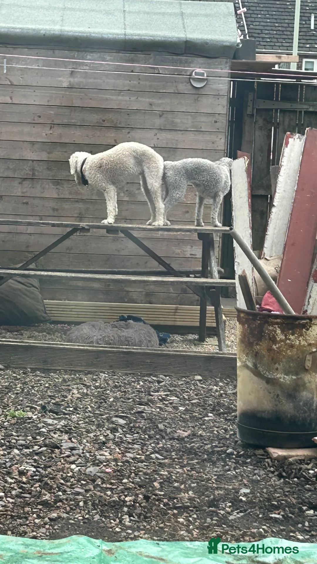 Bedlington Terrier dogs for stud: Liver Bedlington terrier for stud. in Darlington - Advert 8