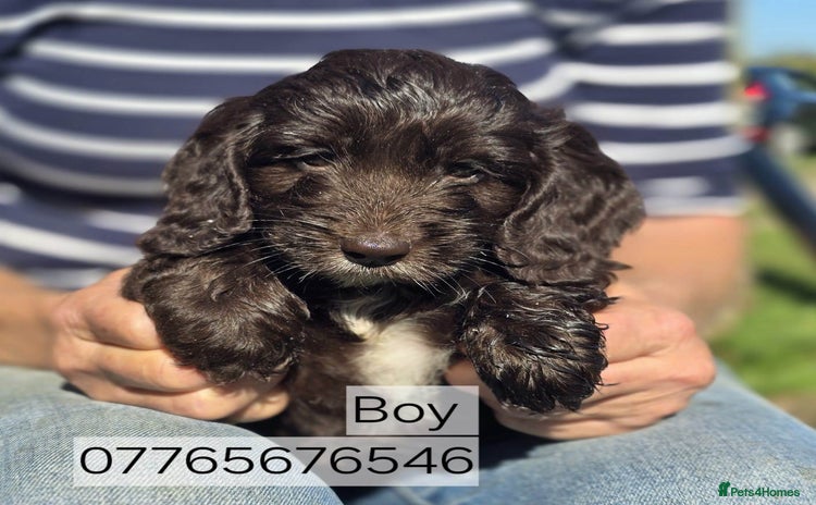 Cockapoo dogs - Advert 5