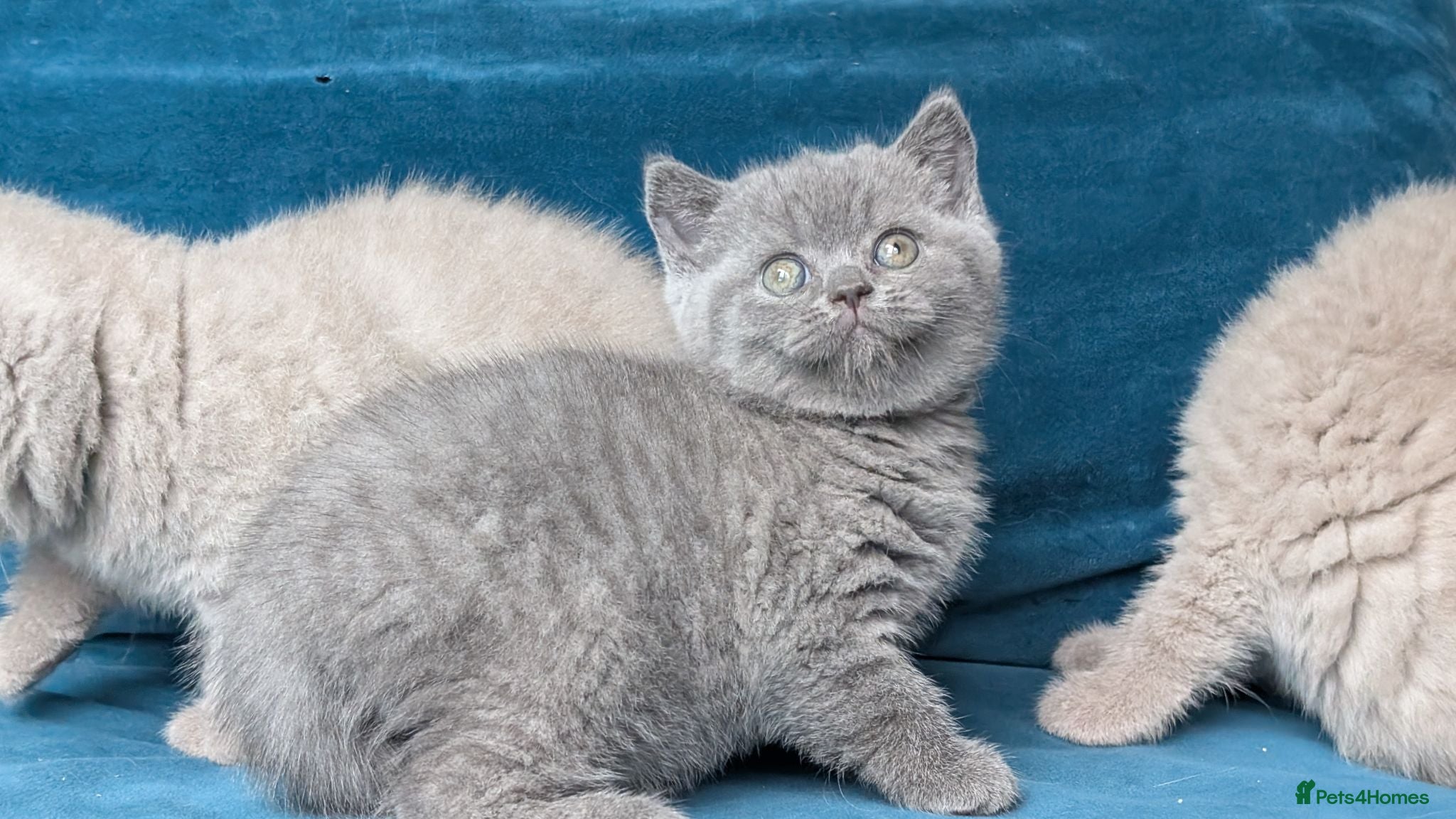 British Shorthair cats GCCF REGISTERED OUTSTANDING BRITISH SHORTHAIR  - Advert 2