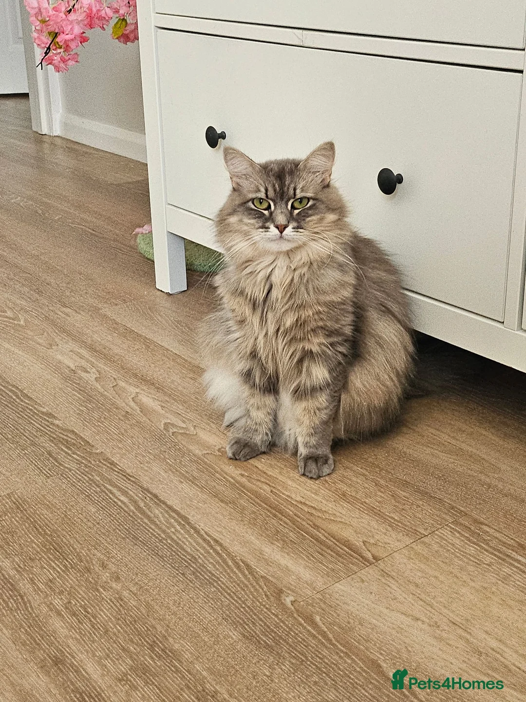 Siberian cats for sale: 2 lovely Siberians left ! - Advert 13