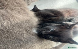 Mixed Breed cats for sale: 3 kittens for sale  - Image 11