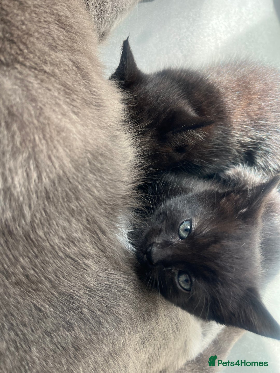 Mixed Breed cats for sale: 3 kittens for sale  - Image 11