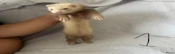Ferret rodents for sale: Stunning part angora kits for sale in Cardiff - Advert 9
