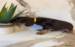 Cocker Spaniel dogs for sale: ⭐️chocolate cocker spaniel pups⭐️  - Image 12