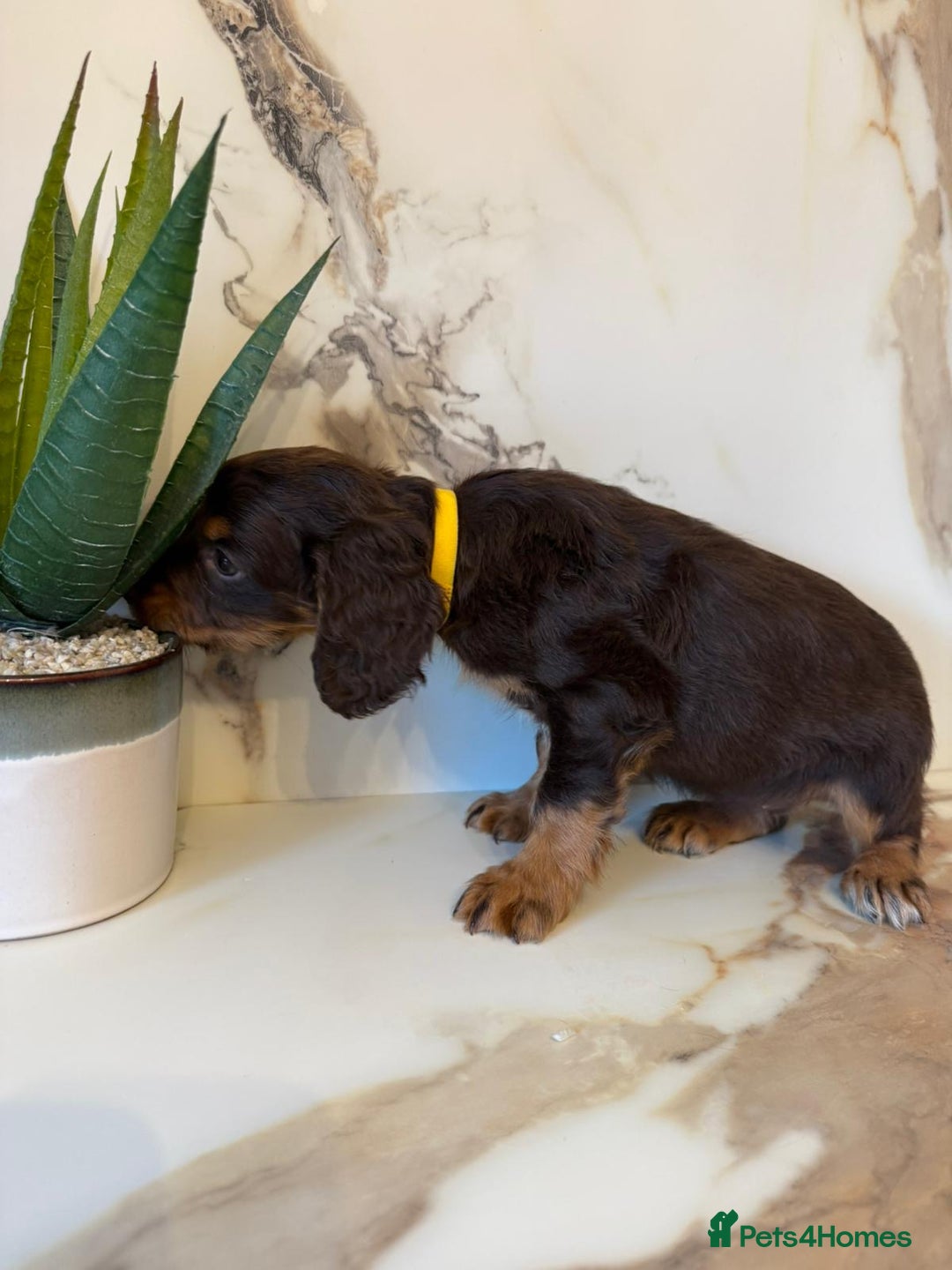 Cocker Spaniel dogs for sale: ⭐️chocolate cocker spaniel pups⭐️  - Image 12
