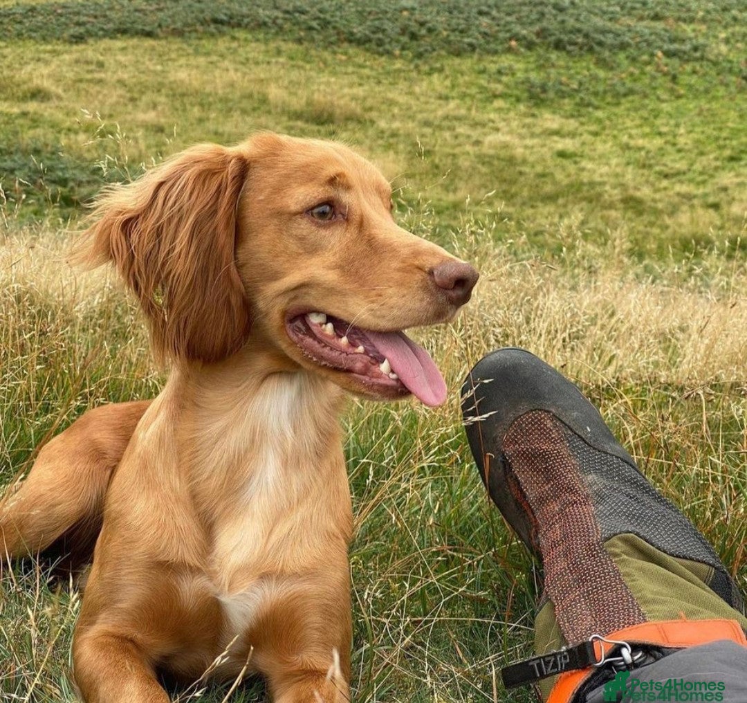 Cocker Spaniel dogs for sale:  CHAMPION BLOODLINE WORKING COCKER WAITING LIST  - Advert 7