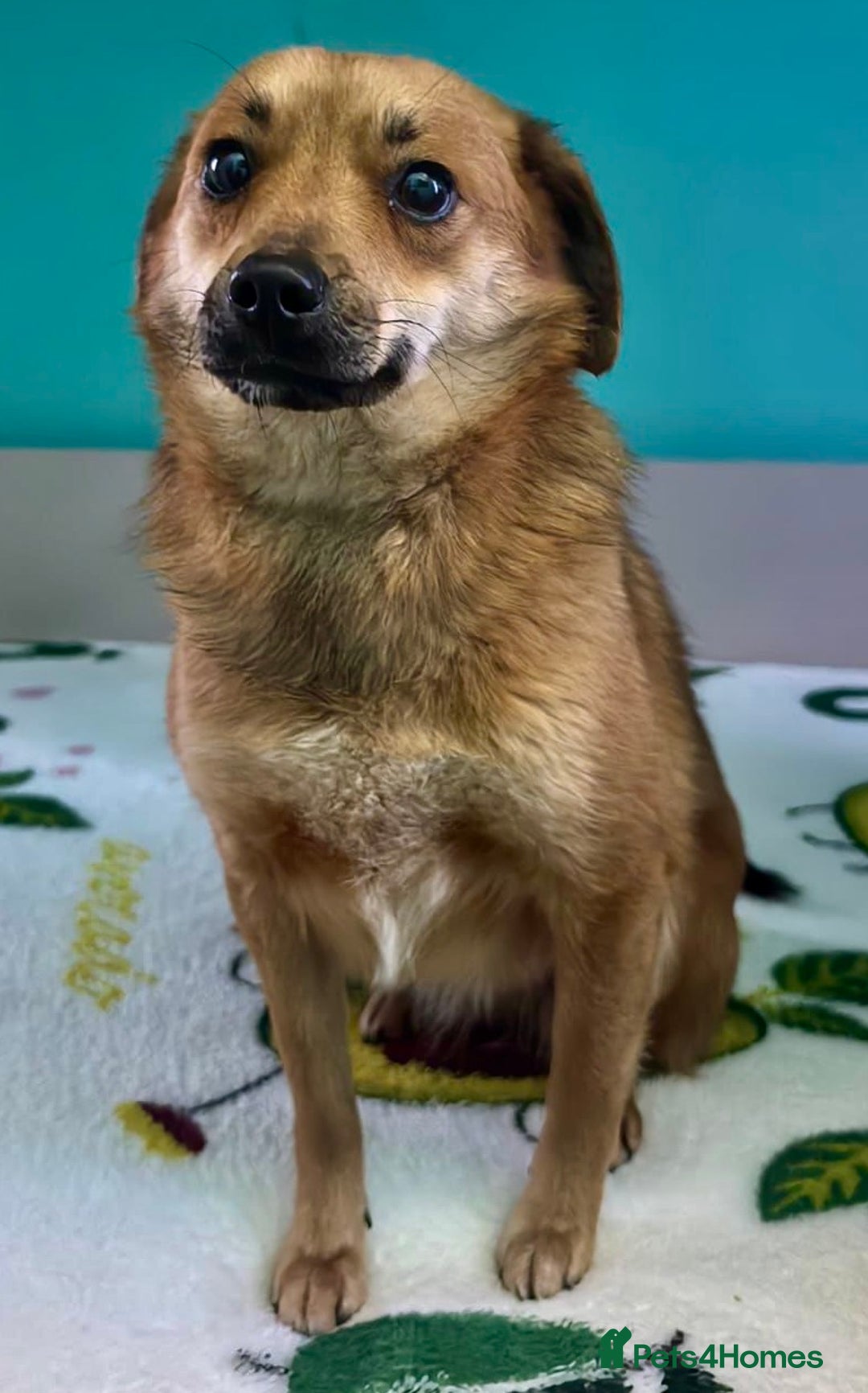 Border Collie dogs for adoption: 🐾 ROSIE – Female Border Collie (Small) - Advert 8