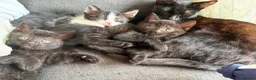Mixed Breed cats for sale: Beautiful kittens  in Pembroke Dock - Advert 5