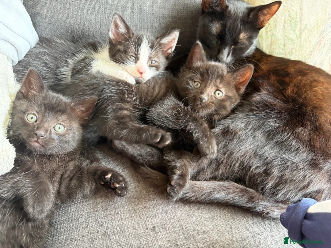 Mixed Breed cats for sale: Beautiful kittens  in Pembroke Dock - Advert 5