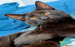 Mixed Breed cats for sale: 4 Maine Coon X Kittens Ready To Leave!!! - Image 8