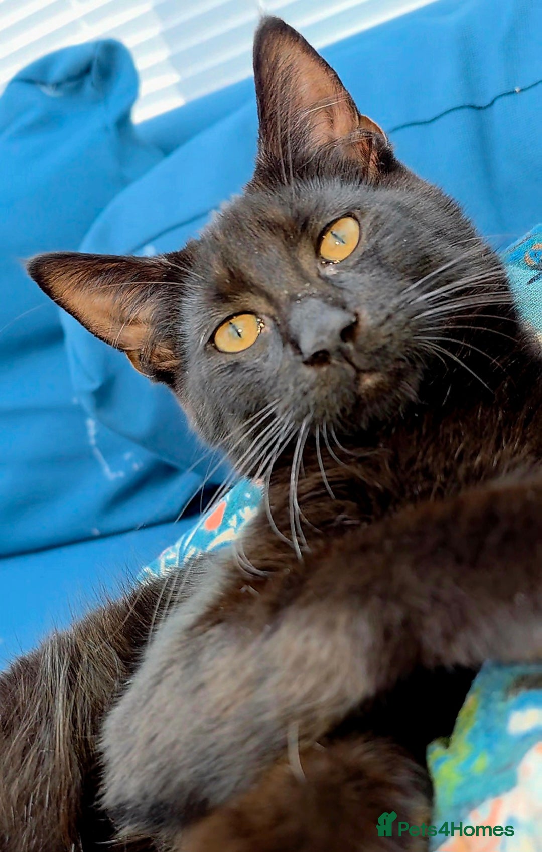 Mixed Breed cats for sale: 4 Maine Coon X Kittens Ready To Leave!!! - Image 8