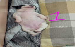Mixed Breed dogs for sale: Cocker Jack Puppies - Image 7