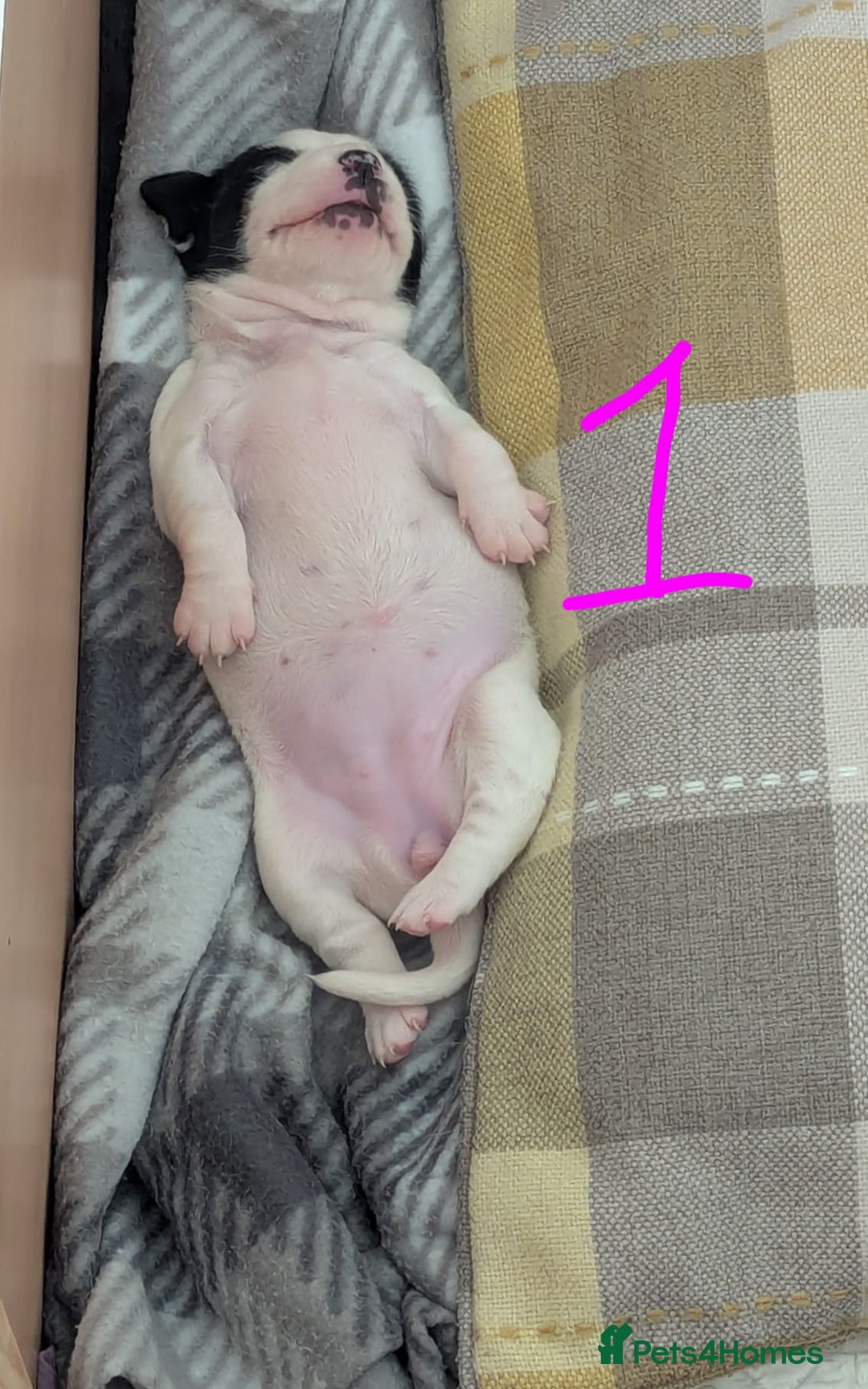Mixed Breed dogs for sale: Cocker Jack Puppies - Image 7
