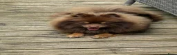 Pomeranian dogs for sale: For sale one stunning chocolate & tan boy  - Advert 2