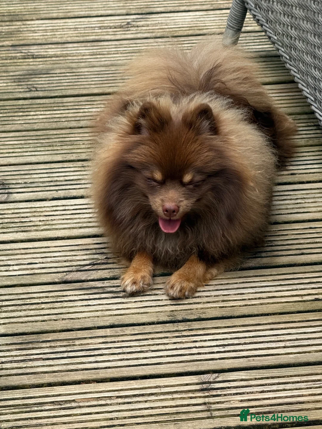 Pomeranian dogs for sale: For sale one stunning chocolate & tan boy  - Advert 2