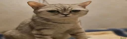 British Shorthair cats for sale: Kittens - Advert 11