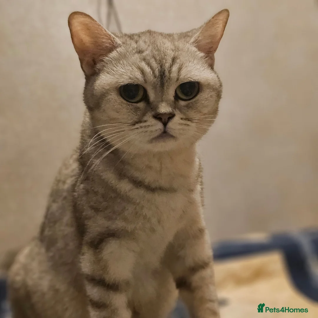British Shorthair cats for sale: Kittens - Advert 11