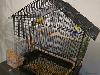 Budgerigars birds - Advert 33