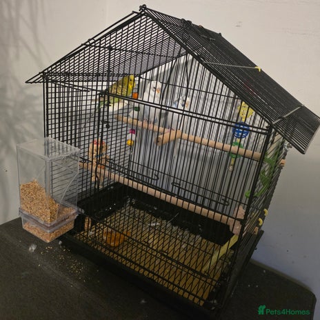 Budgerigars birds - Advert 16