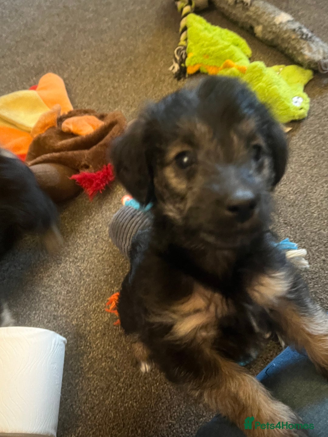 Jackapoo dogs for sale: JACKAPOO Puppies, DNA health screened - Advert 11