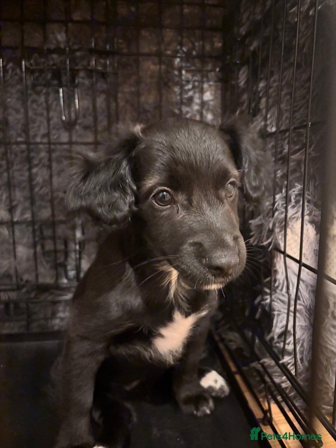 Mixed Breed dogs for sale: Pomeranian x Chihuahua puppies  - Advert 19