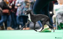 Italian Greyhound dogs for sale: KC reg  Italian greyhound puppies  - Image 11