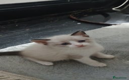 Ragdoll cats for sale: 3 quarters RAGDOLL KITTENS FOR SALE £150 - Image 21