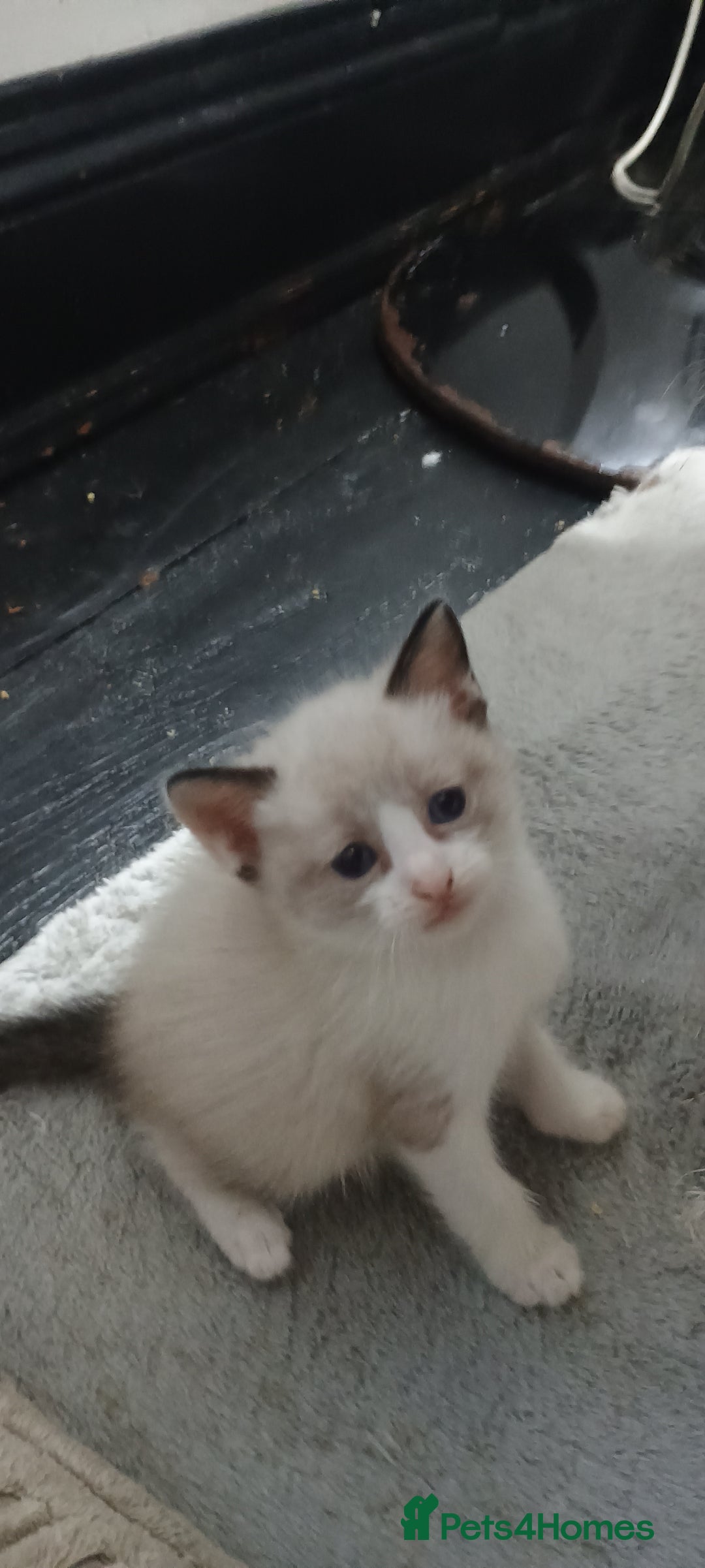 Ragdoll cats for sale: 3 quarters RAGDOLL KITTENS FOR SALE £150 - Image 21
