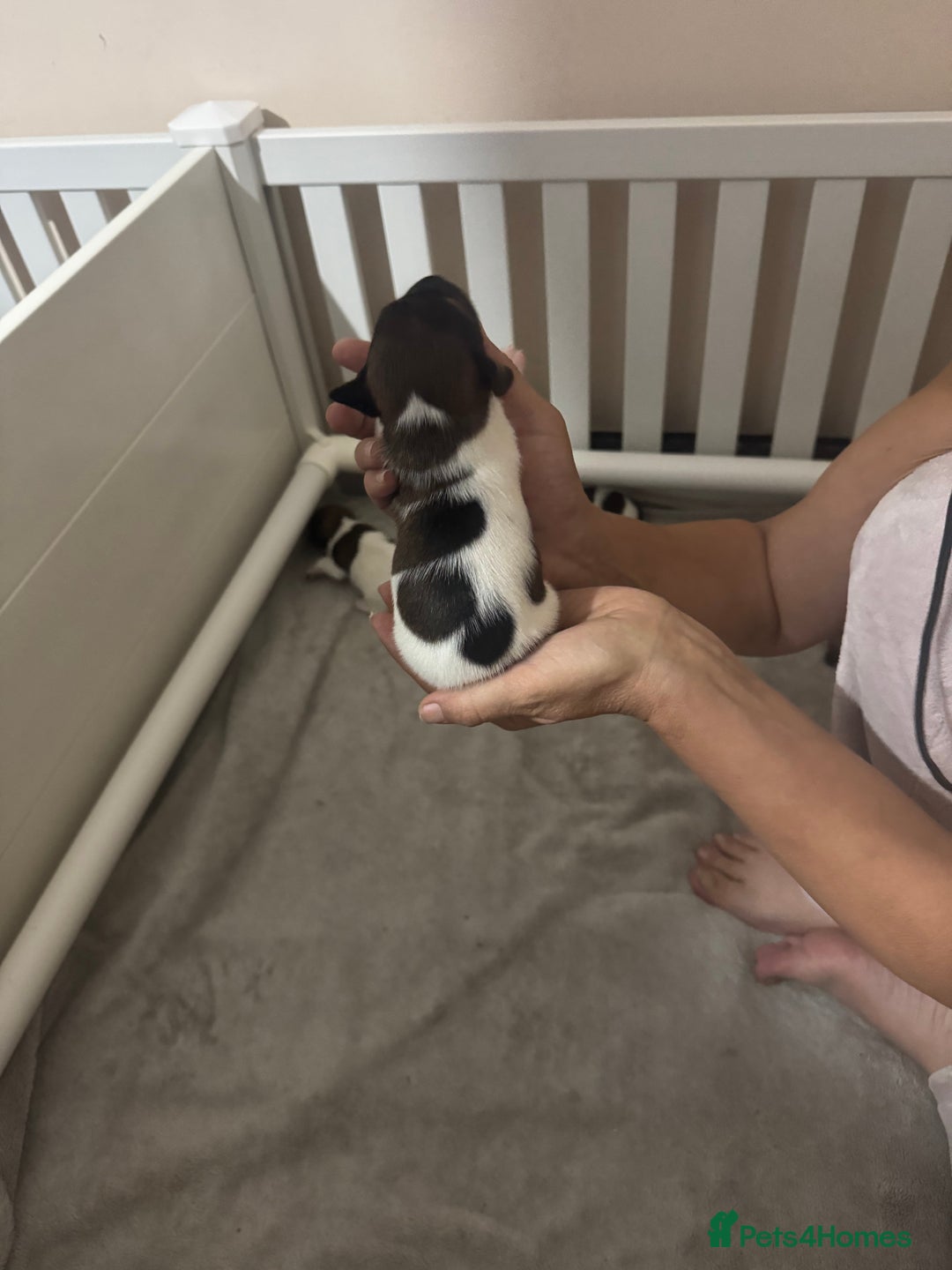 Jack Russell dogs for sale: 5 Jack Russel Puppies - Image 10