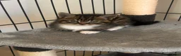 Mixed Breed cats for sale: 3 mixed breed kittens   in Brierley Hill - Advert 17