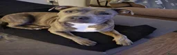 Staffordshire Bull Terrier dogs for stud: Blue Brindle Staffordshire Bull Terrier for Stud in Motherwell - Advert 8