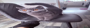 Sarabi