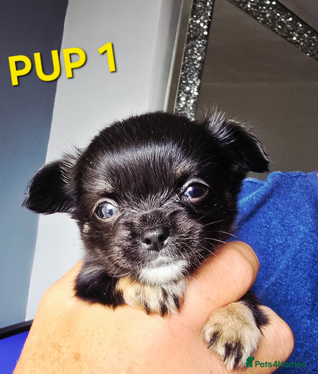 Chihuahua dogs for sale: Beautiful small.long haired chihuahua boys - Image 1