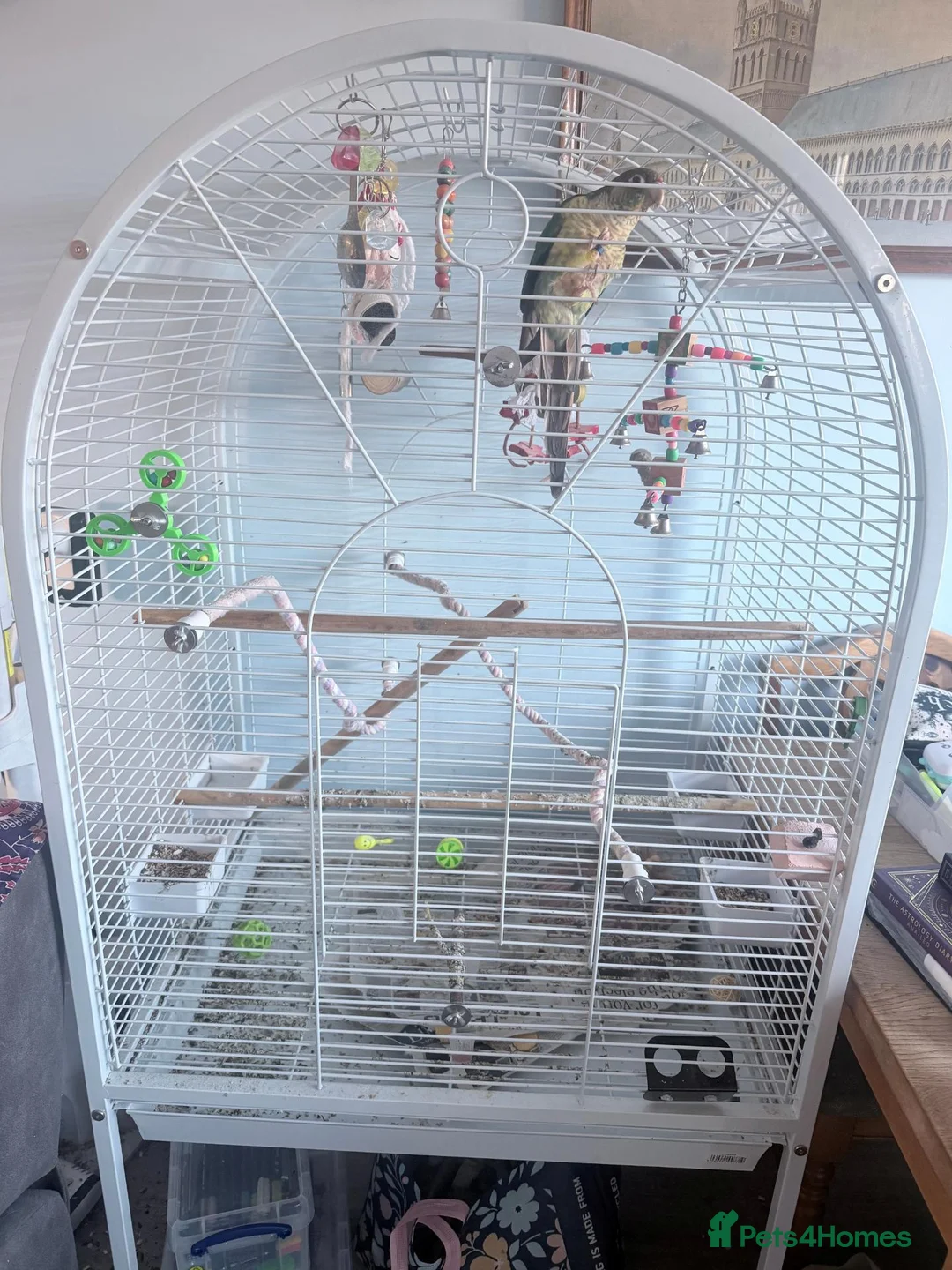 Conures birds for sale: Green Cheek Conure in need of a forever home - Advert 3