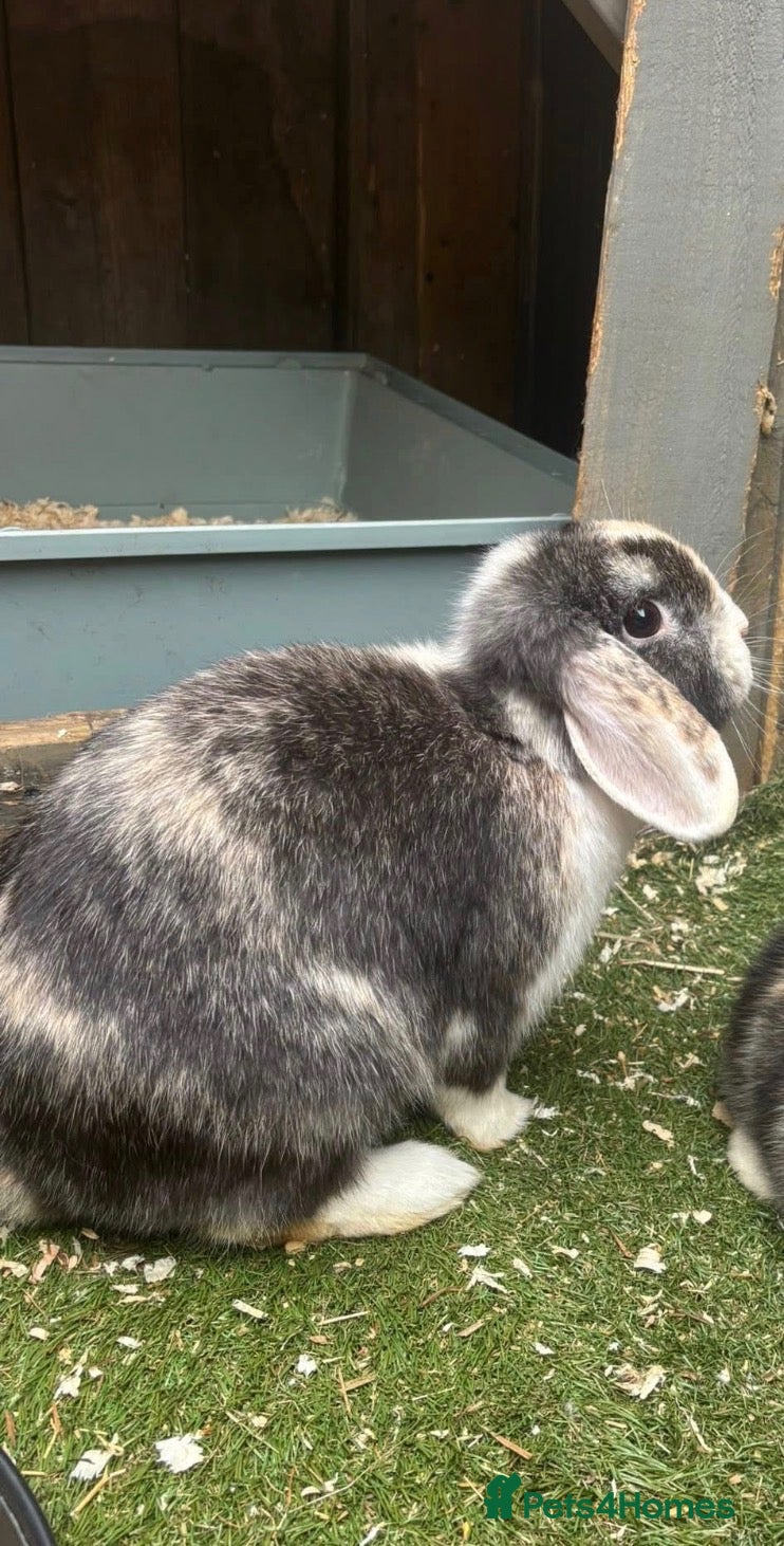 Mini Lop rabbits Min lops - Advert 6